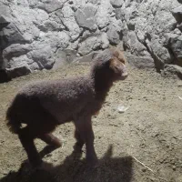 یک عدد بره نره