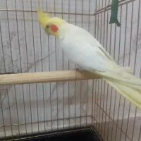عروس هلندی