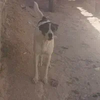 سگ سراب اصیل