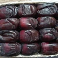 خرمای مضافتی دوردیف و سه ردیف