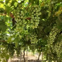 آبغوره تاکستان