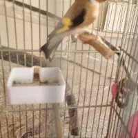 جوجه سهره|پرنده|شهر ری, علایین|دیوار