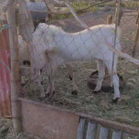 بز افغانی|حیوانات مزرعه|خرمشهر, |دیوار