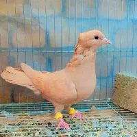 شامی و کرمونی وساده و سوسکی وکله دم سرخ و زرد ماده|پرنده|مشهد, هفده شهریور|دیوار