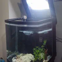 آکواریوم ماهیران|ماهی|کرج, شهرک فهمیده|دیوار