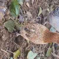 مرغ خروس مینیاتوری|حیوانات مزرعه|ملکان, |دیوار