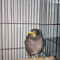 مینا نر فروشی|پرنده|فردیس, شهرک ارم|دیوار