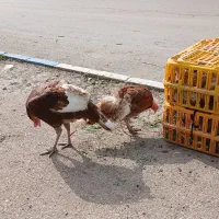 جوجه بوقلمون ۱ماهه