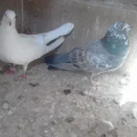 دوجفت نروماده پرشی امتحان پس داده|پرنده|آران و بیدگل, |دیوار