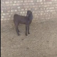 بزغاله ماده