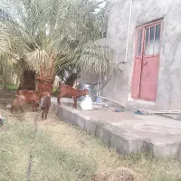 گوسفند فروشی