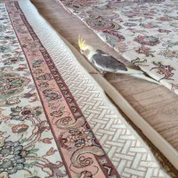 عروس هلندی|پرنده|میاندوآب, |دیوار