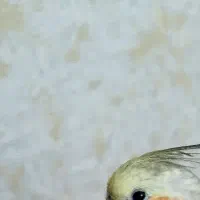 پرنده پیدا شده