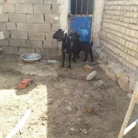 سه راس بز وسه راس بزغاله