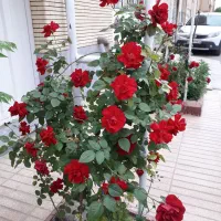 راهنمایی کنید ممنون میشوم