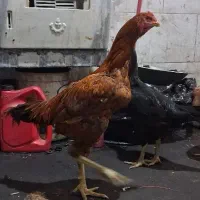 خروس و مرغ لاری .مرغ خروس لاری