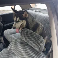 سگ هاسکی مالاموت نر قیمت مناسب