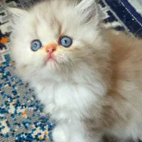 بریتیش لانگ هیر|گربه|رشت, کوی بیانی|دیوار