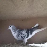 یک جفت کبوتر