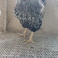 خروس ویاندوت سیلور،  بلو رد ، بلک رد