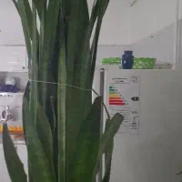 گل و گیاه|گل و گیاه طبیعی|دهگلان, |دیوار