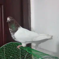 کبوتر طوقی نرهست