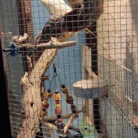 عروس هلندی دستی سخنگو