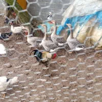 اردک و قو غاز و غاز اسرائیلی|حیوانات مزرعه|هچیرود, |دیوار