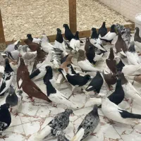 کبوتر رنگی 70عدداشعل دم سفید چپی سینه دمبی دوری