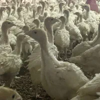 جوجه بوقلمون‌ بیوتی۶ یک‌ ماهه|حیوانات مزرعه|مشهد, اسماعیل آباد|دیوار