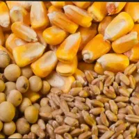 فروش اعتباری با چک و نقدی  نهاده دام  طیور کف قیمت