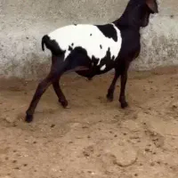 صلاله خوشگل|حیوانات مزرعه|بندر ماهشهر, |دیوار