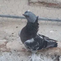 سسلی ترکیه نر