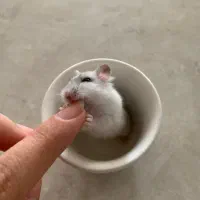 همستر مینیاتوری|موش و خرگوش|شیراز, جانبازان|دیوار