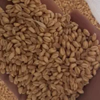 گندم بذری آبی درجه یک|عمده‌فروشی|خرمدره, |دیوار