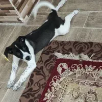 دومیلیون مژدگونی برای سگ گمشدم|سگ|خرمشهر, |دیوار