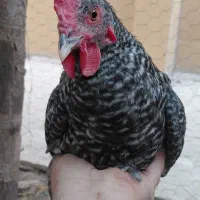 جوجه نیمچه