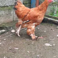 مرغ و خروس برهما و بوقلمون