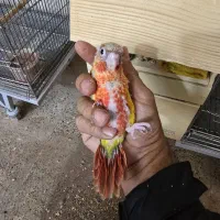 جوجه گرنچیک اناناسی دبل رد