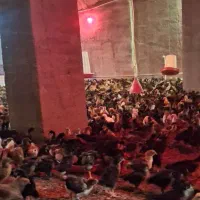 فروش جوجه محلی|حیوانات مزرعه|جوادآباد, |دیوار