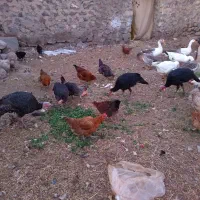 غاز محل بوقلمون و مرغ تخمگذار|حیوانات مزرعه|مشگین شهر, |دیوار