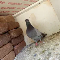 کبوتر سبز ماده