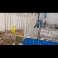 طوطی برزیلی رام و دستی|پرنده|سنندج, |دیوار