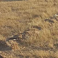 کاه گندم 73 کوما