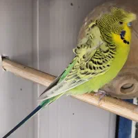 مرغ عشق پروانه کلیر بادی نر درشت