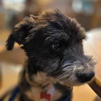 واگذاری رایگان سگ تریر|سگ|رشت, گلباغ نماز|دیوار