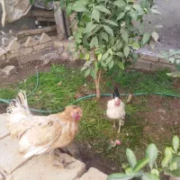 خروس چینی|حیوانات مزرعه|طبس, |دیوار