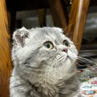 گربه اسکاتیش ماده  سیلورتبی