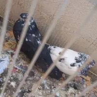 کبوترنوک ریز|پرنده|بندرعباس, |دیوار