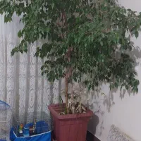 گل طبیعی